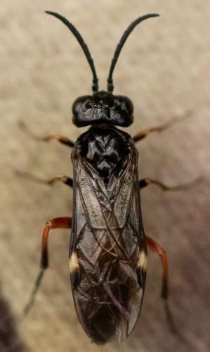 Réf. 255 165 : Emphytus sp.